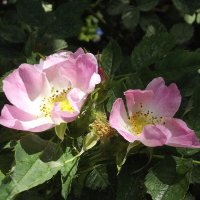 Шиповник :: Freddy 97