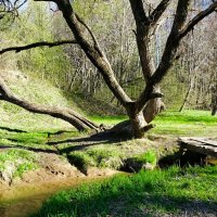 Городской парк в конце апреля. :: Милешкин Владимир Алексеевич 