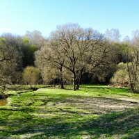 Весенний парк. :: Милешкин Владимир Алексеевич 