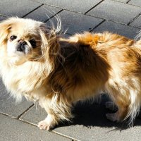 Добрый пёс (случайный снимок). :: Милешкин Владимир Алексеевич 