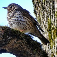 Дрозд в городском парке. :: Милешкин Владимир Алексеевич 