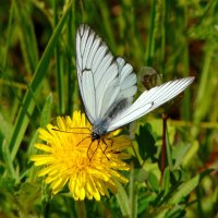 Посадка прошла успешно. :: nadyasilyuk Вознюк