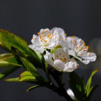 Цветение ренклода :: Татьяна Салиева