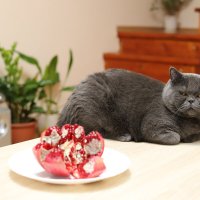 Я не козел, я это не ем :: Татьяна Салиева