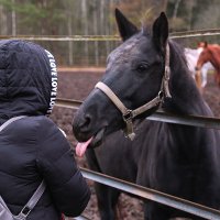 Покажите язык, больной :: Сергей Сомихин