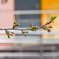 Веточка вишни хочет распуститься :: Валерий Иванович