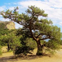 ..яркий представитель флоры Нового Света- древовидный можжевельник.. :: galalog galalog