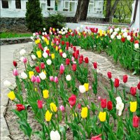 Хоровод тюльпанов! :: Надежда 