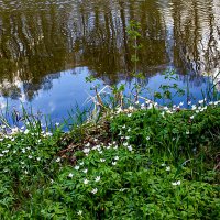 Отражение. :: Lucy Schneider 