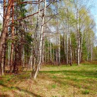 Апрельский лес :: Наталья ***