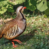 Кеклик :: SanSan 