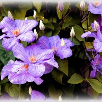 Клематисы :: Наталья ***