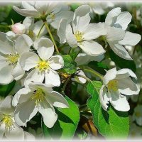 Ялобни цвет :: Наталья ***