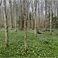 ******** :: Валерия Комова