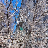 Цветёт алыча! :: Ольга 