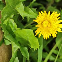 Пригрелся у камушка под бочком :: Светлана 