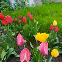 Наши тюльпаны :: Татьяна Пальчикова