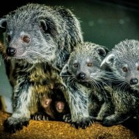 бинтуронги :: Аркадий Лаптенко