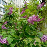 Сирень :: Нина Бутко