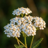 Тысячелистник обыкновенный :: Лилия 