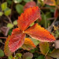 Земляничный листок :: Лилия 