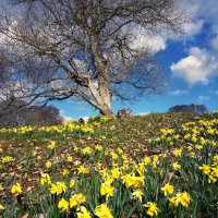 spring :: Elena Wymann