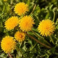 Солнышки :: Денис Бочкарёв