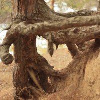 Корни сосны. :: Александр Николаев