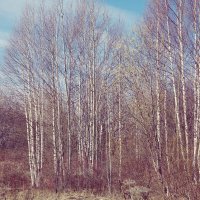 Фотография :: Денис Безногов