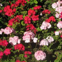 В красно-розовых тонах :: Дмитрий Никитин