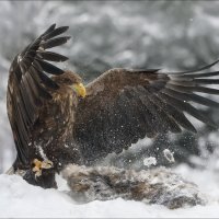 Властелин неба :: Влад Соколовский