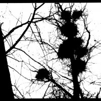 ФОТОГРАФИКА Весна :: Алексей Кузнецов