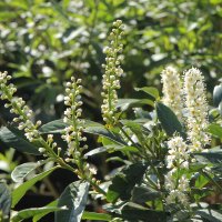 Весна. :: Дмитрий А