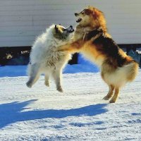 Снежные бойцы. :: Татьяна Чаброва