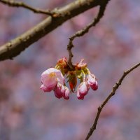 Пробуждение... :: Владимир Жданов