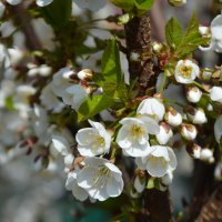 Цветёт черешня :: Надежда Куркина 