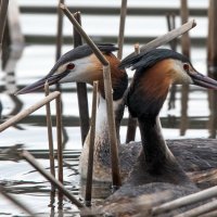 Чомги. :: Владимир Безбородов
