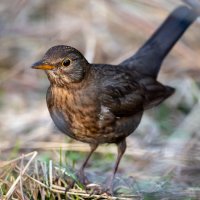 Черный дрозд (самка) :: Владимир Лазарев