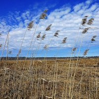 Май...Тростники у протоки! :: Владимир 