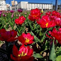 Знакомьтесь-тюльпаны! :: Vladimir Semenchukov