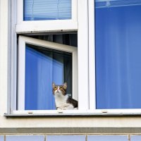 А мне летать охота! Погоняться за голубями) :: Валерий Иванович