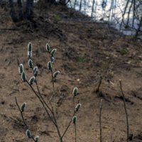 Весной :: Сергей Цветков