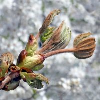 каштан с вишней  22 апреля :: Михаил Бибичков