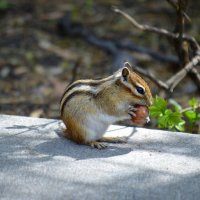 Крепкий орешек :: Татьяна Лютаева