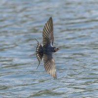 ласточка деревенская. :: юрий макаров