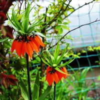 Рябчик радует :: Юрий Гайворонскiий