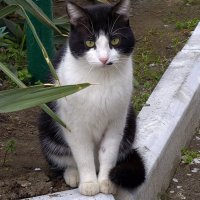 Соседский кот Барсик :: Мариша Тим