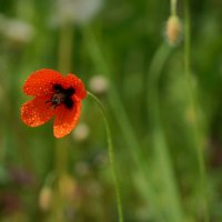 ;) :: Вен Гъновски