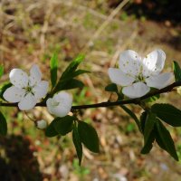 Апрельское цветение :: Рита Симонова