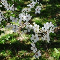 Апрельское цветение :: Рита Симонова